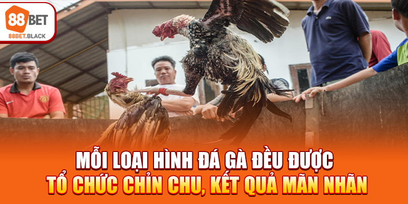 Mỗi loại hình đá gà đều được tổ chức chỉn chu, kết quả mãn nhãn